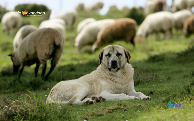 Hoe te handelen als je een Mastin hond tegenkomt tijdens het wandelen in Spanje