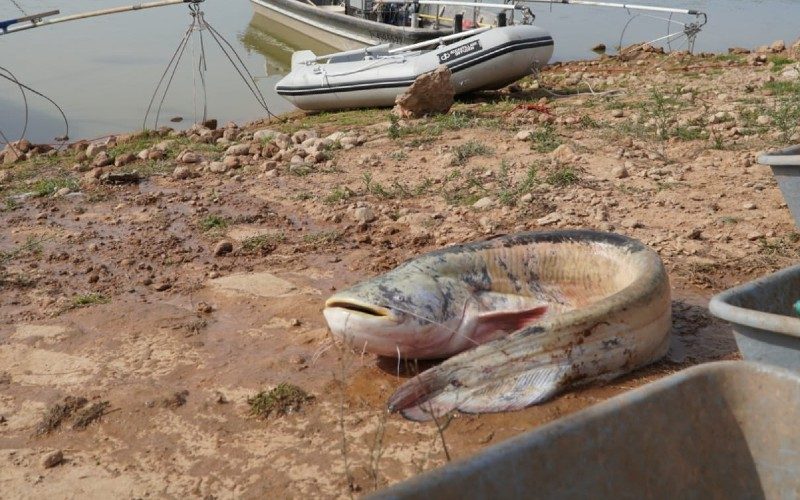 Riviermonsters worden uit stuwmeer in Valencia gehaald vanwege lage waterstand