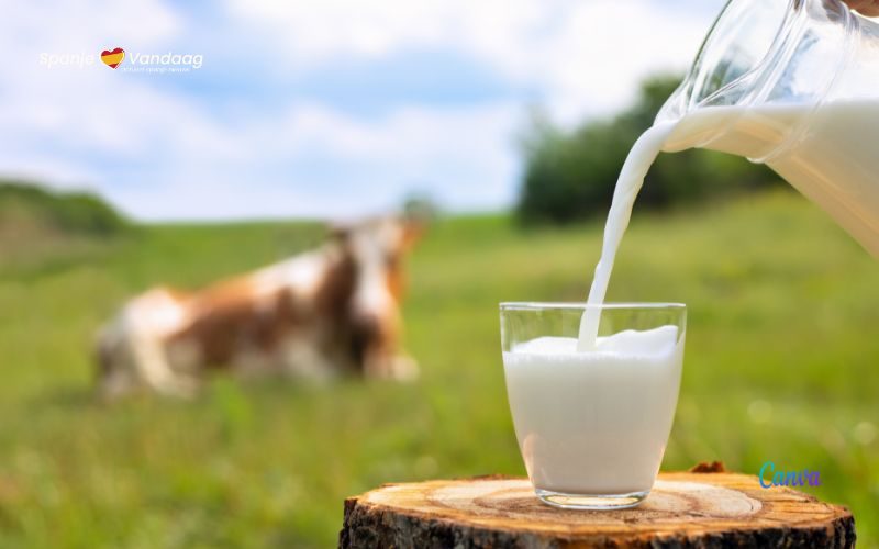 De beste melk uit Spanje en de historisch hoge prijzen