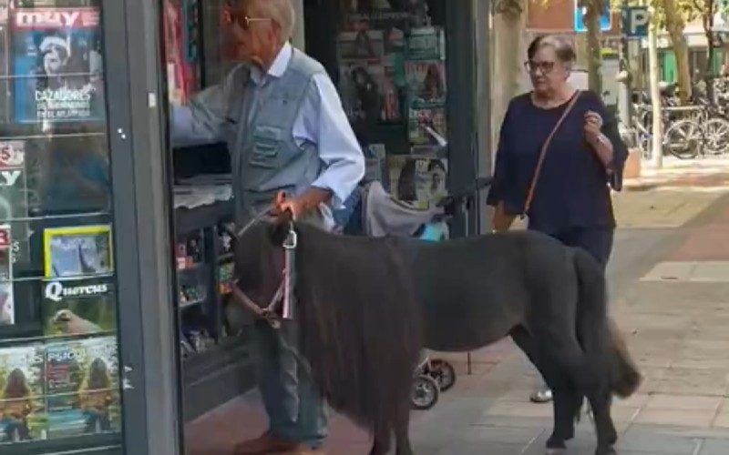 Man loopt met Nederlands miniatuurpaard op straat in Valladolid