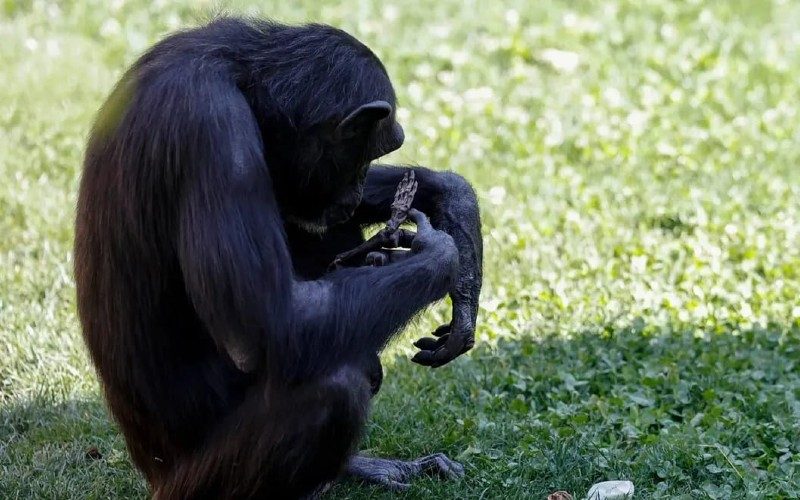 Het tragische verhaal van een moeder chimpansee en haar overleden jong in Valencia