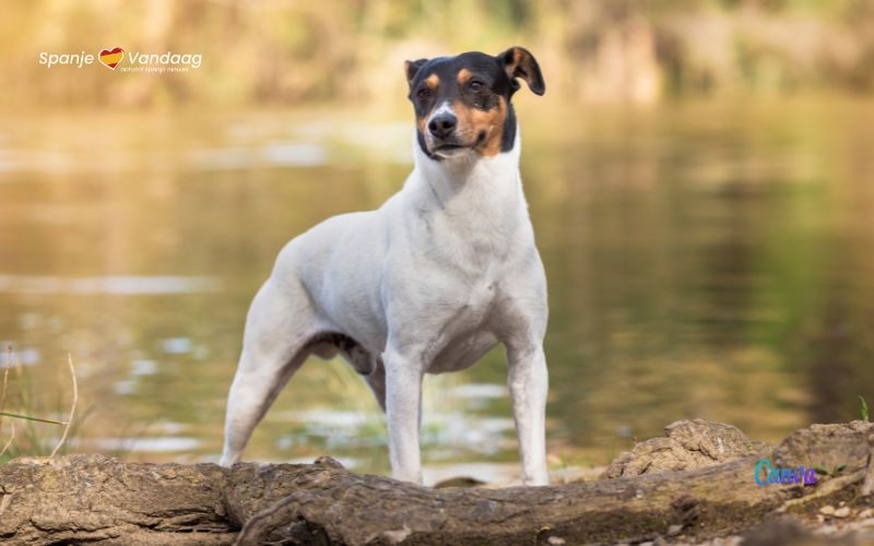 Het Spaanse hondenras Ratonero Bodeguero Andaluz is eindelijk internationaal erkend