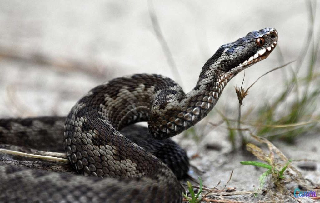 kunstmest Wiskundig Voorschrijven Slangen ontwaken uit hun winterslaap maar welke soorten komen in Spanje voor ?