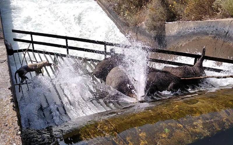 Herten en everzwijnen verdrinken massaal in waterkanalen in Spanje