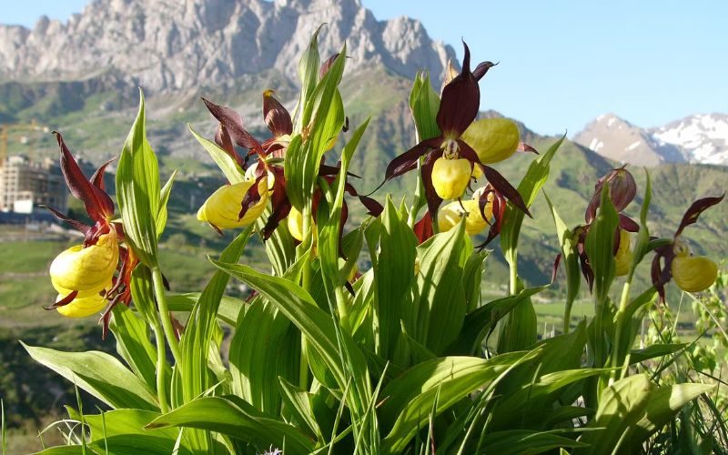 Dure diefstal van zeldzame orchideeën in het Ordesa natuurpark in de Pyreneeën
