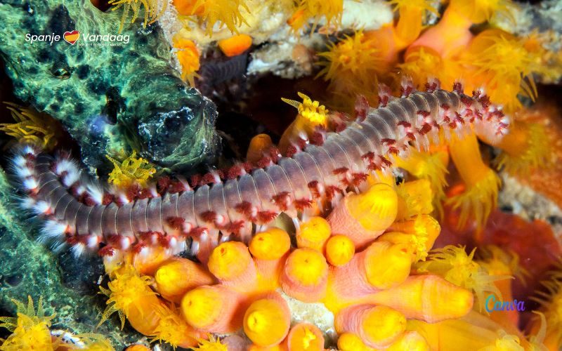 Pas op voor de giftige haartjes van de "vuurworm" in de zee bij Spanje