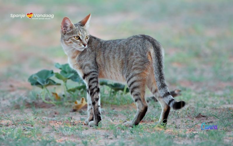 De wilde kat is met uitsterven bedreigd in grote delen van Spanje en Portugal