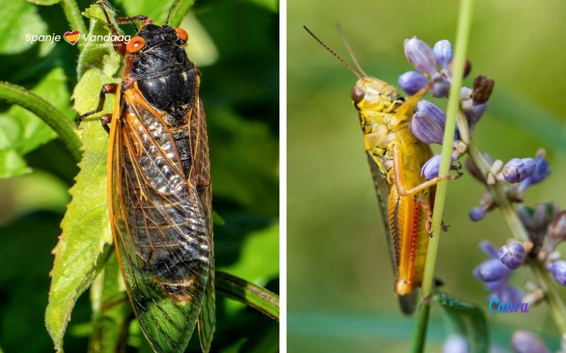 Genieten van de Spaanse zomerconcerten van de krekels, zangcicaden en andere dieren