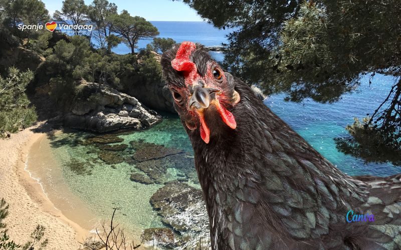 Man overleden bij ritueel met onthoofde kippen op strand aan de Costa Brava